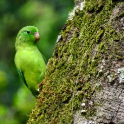 Spectacled Parrotlet